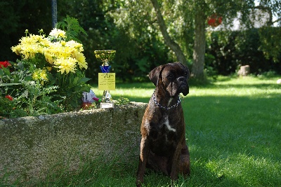 du Moulin à eau de Lanrial - G'Ven en concours à Dinard !